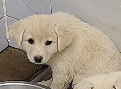 영천유기동물보호센터_447510202400701